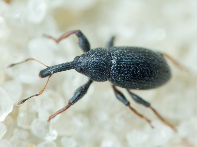 Anthonomus (Anthonomidius) rubripes Gyilenhal., 1835